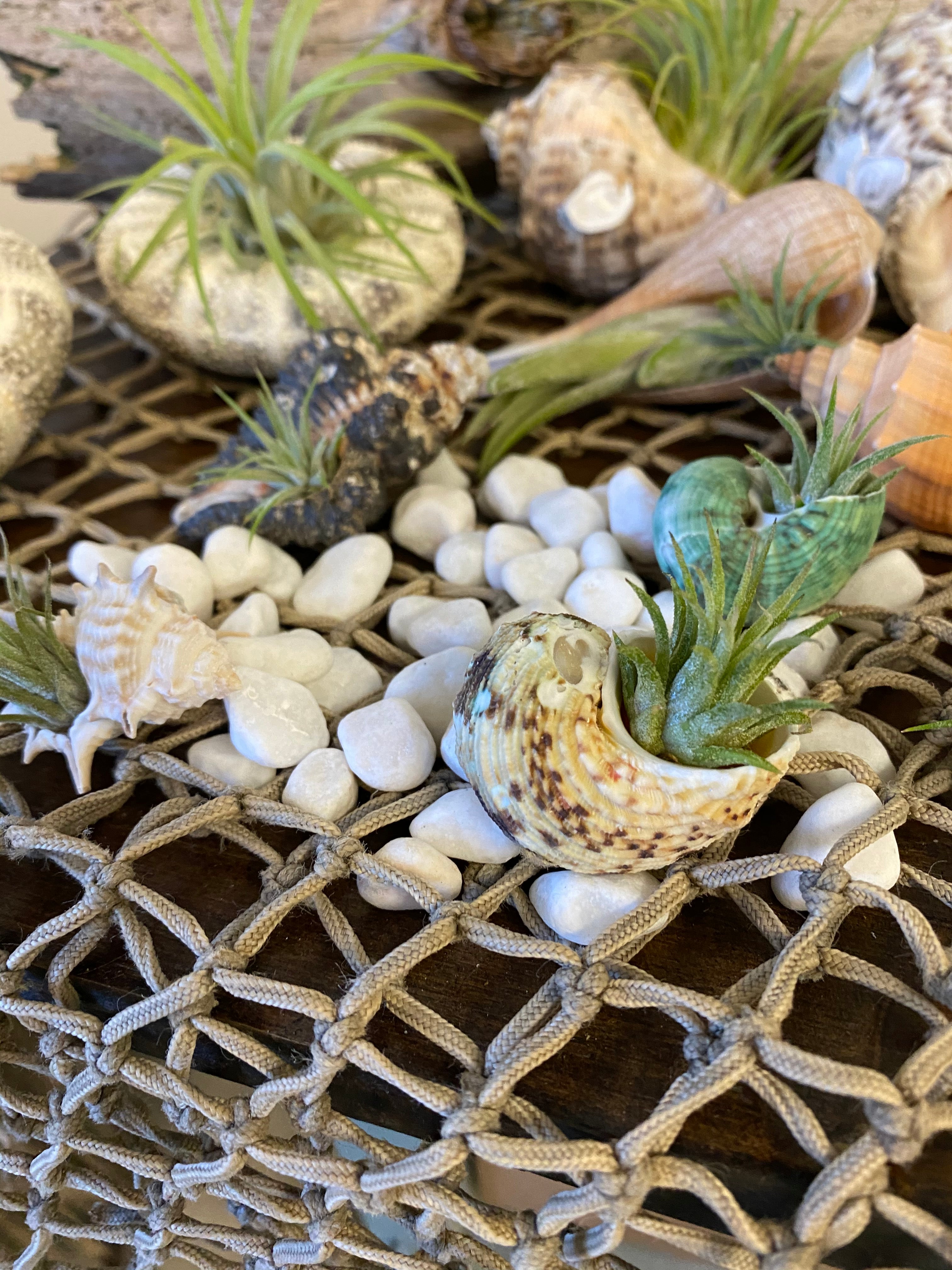 Shell with Air Plant