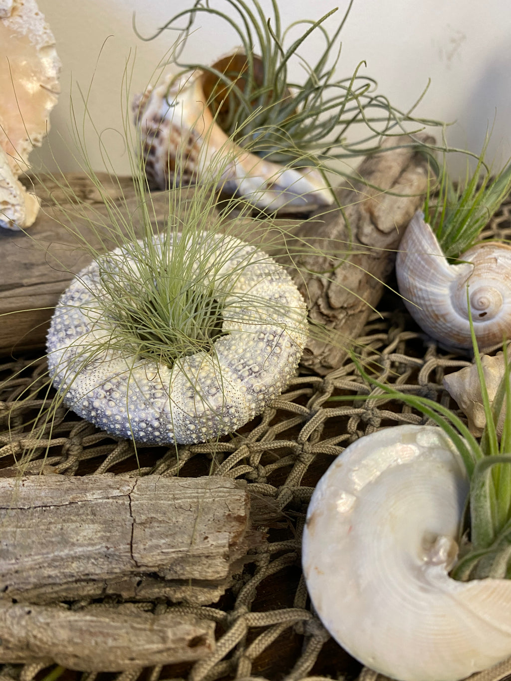 Sea Urchin with Air Plant